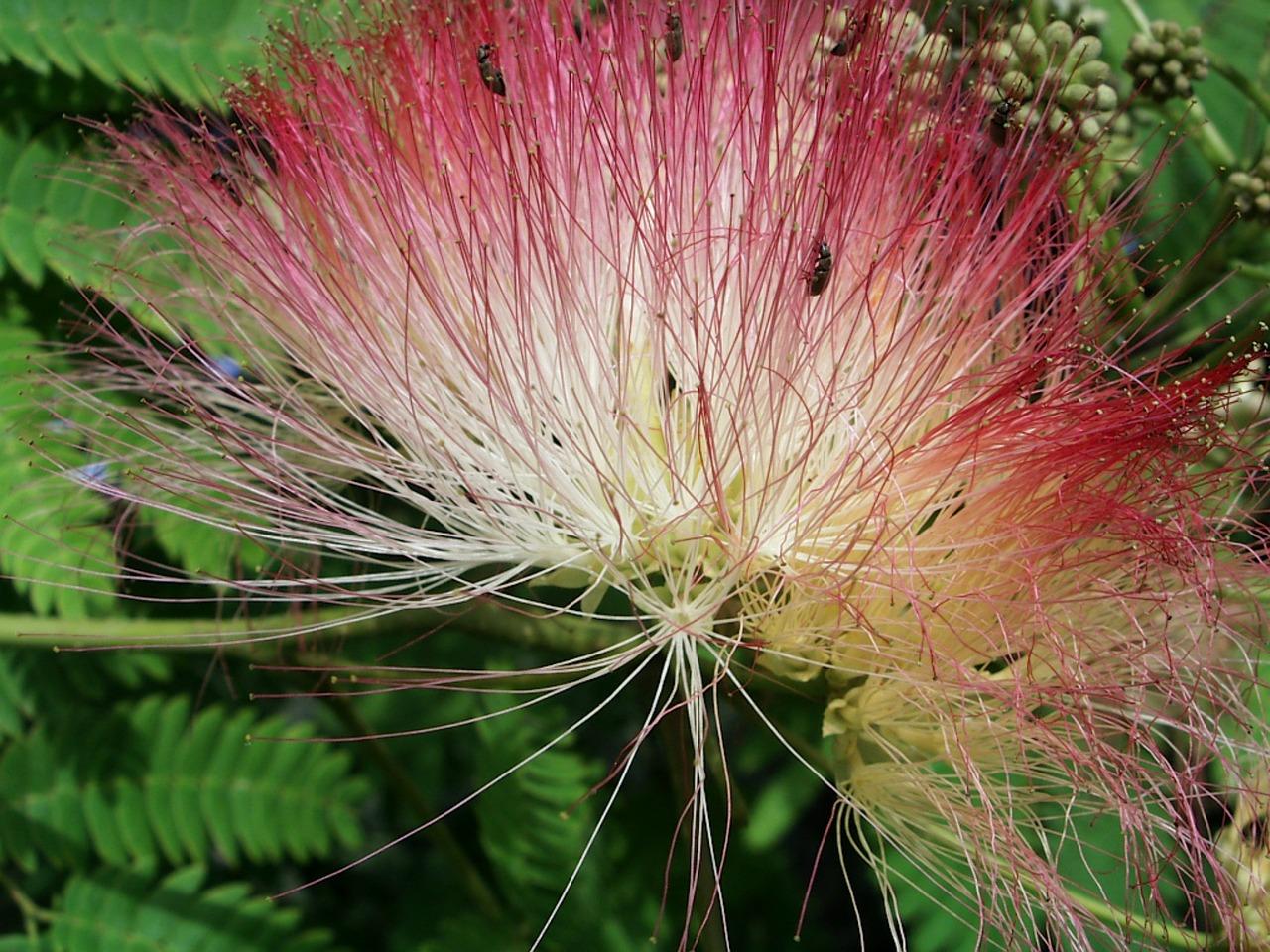 5. 蒲桃树果实采摘