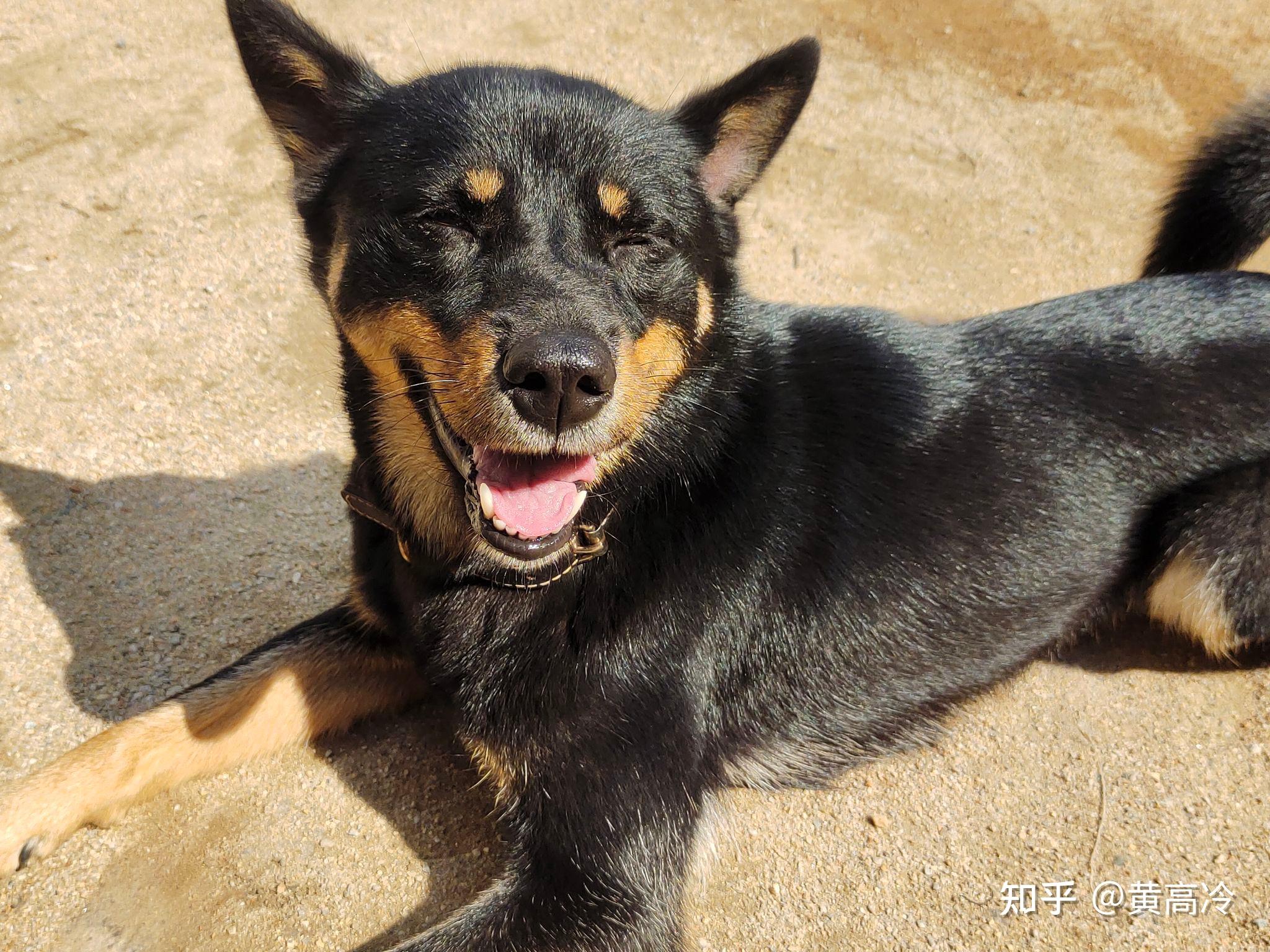 想看铁包金（俗称四眼）毛色的中华田园犬，大家可以发我看看吗？ - 知乎