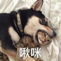 Zhihu profile picture for @scapegoat