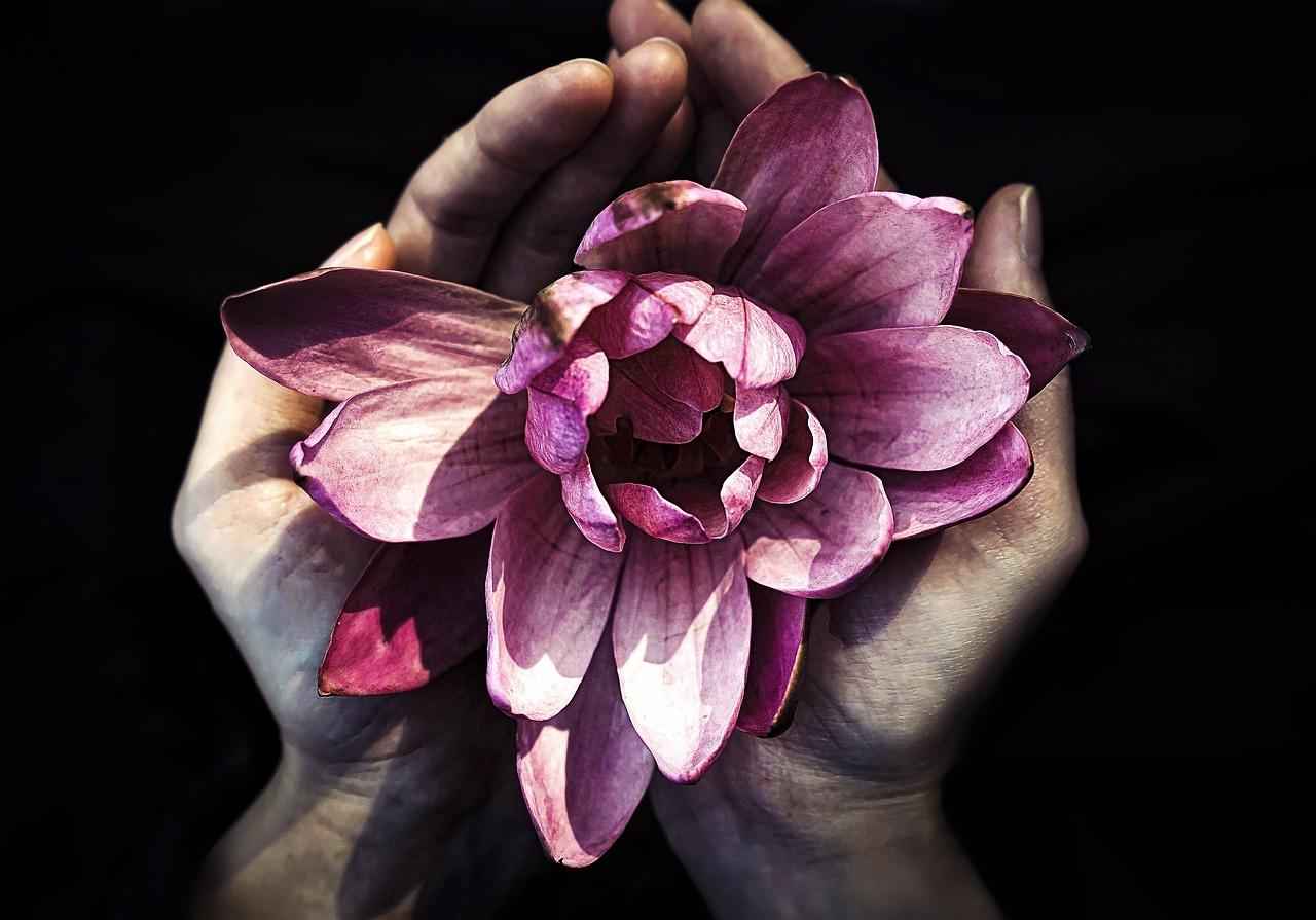 3. 凤凰树春花季