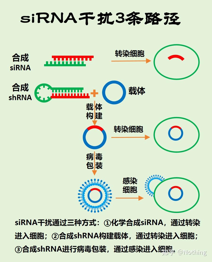 图解转录调控过程---基因过表达、基因沉默、RNA干扰 - 知乎