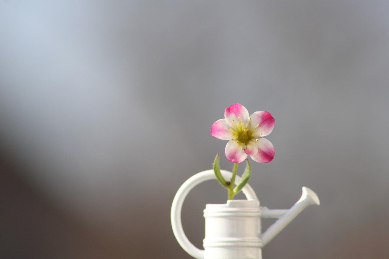 花卉营养液多少钱