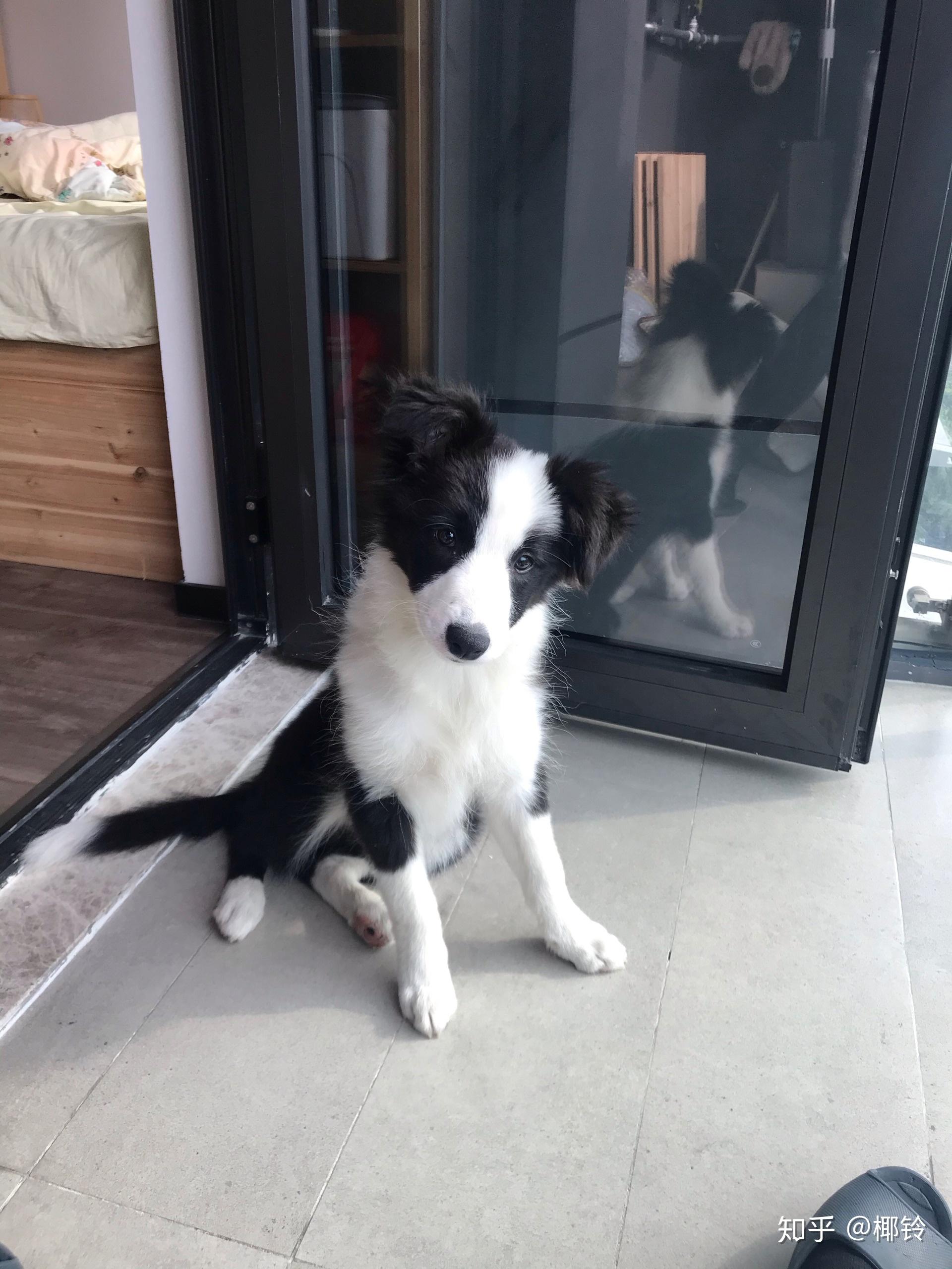 我家这个是短毛边牧吗? - 知乎