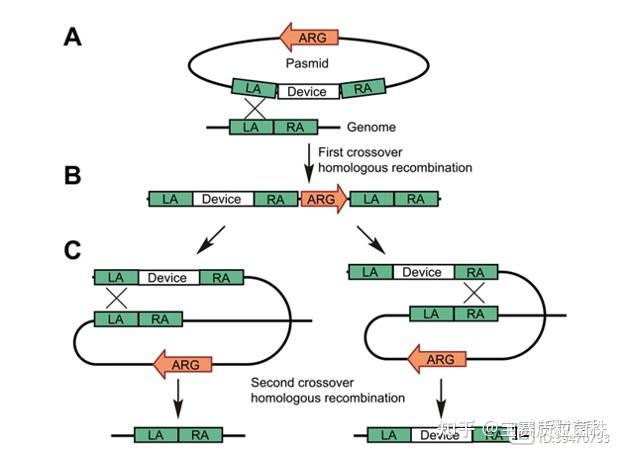 同源重组基因敲除,交换具体是如何实现的呢?能否有图片讲解? - 知乎