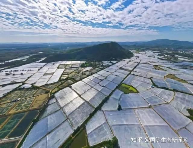罗氏沼虾之乡：广东高要 - 知乎