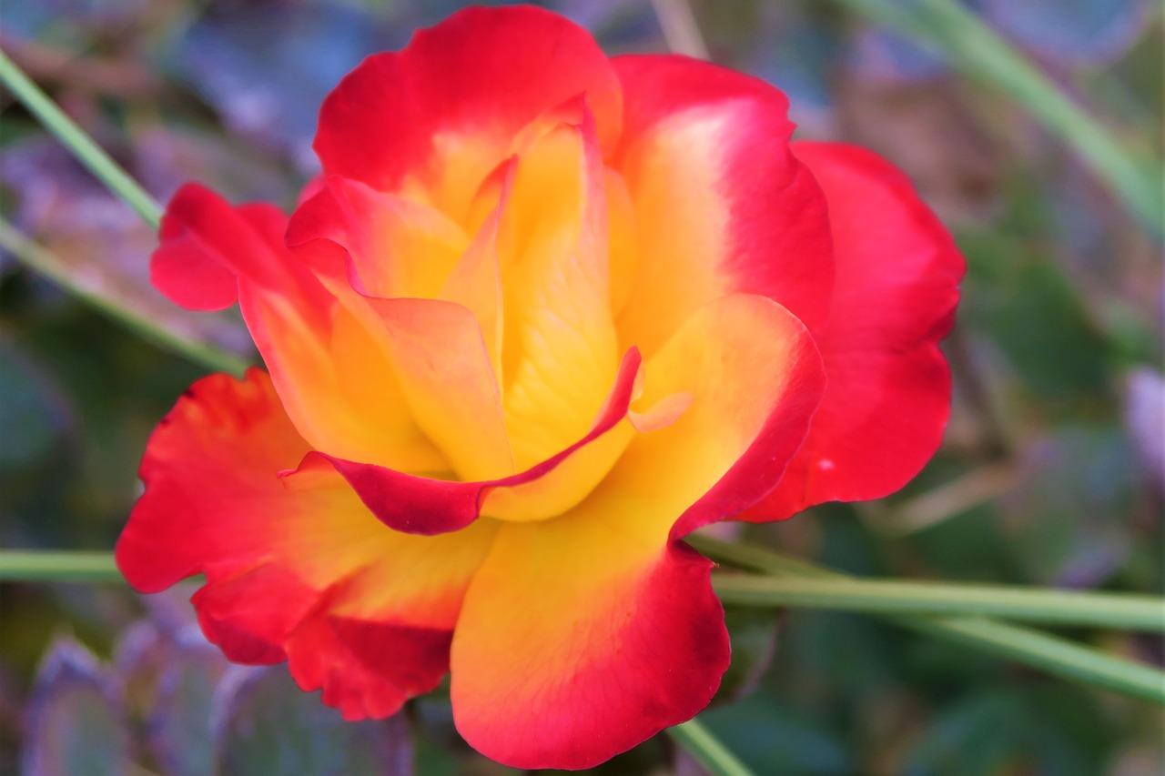 4. 红玫瑰种植方法