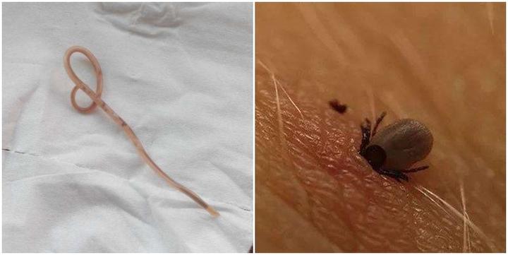 狗狗有寄生虫的10大症状!宠物应该多久体内体外驱虫一次?