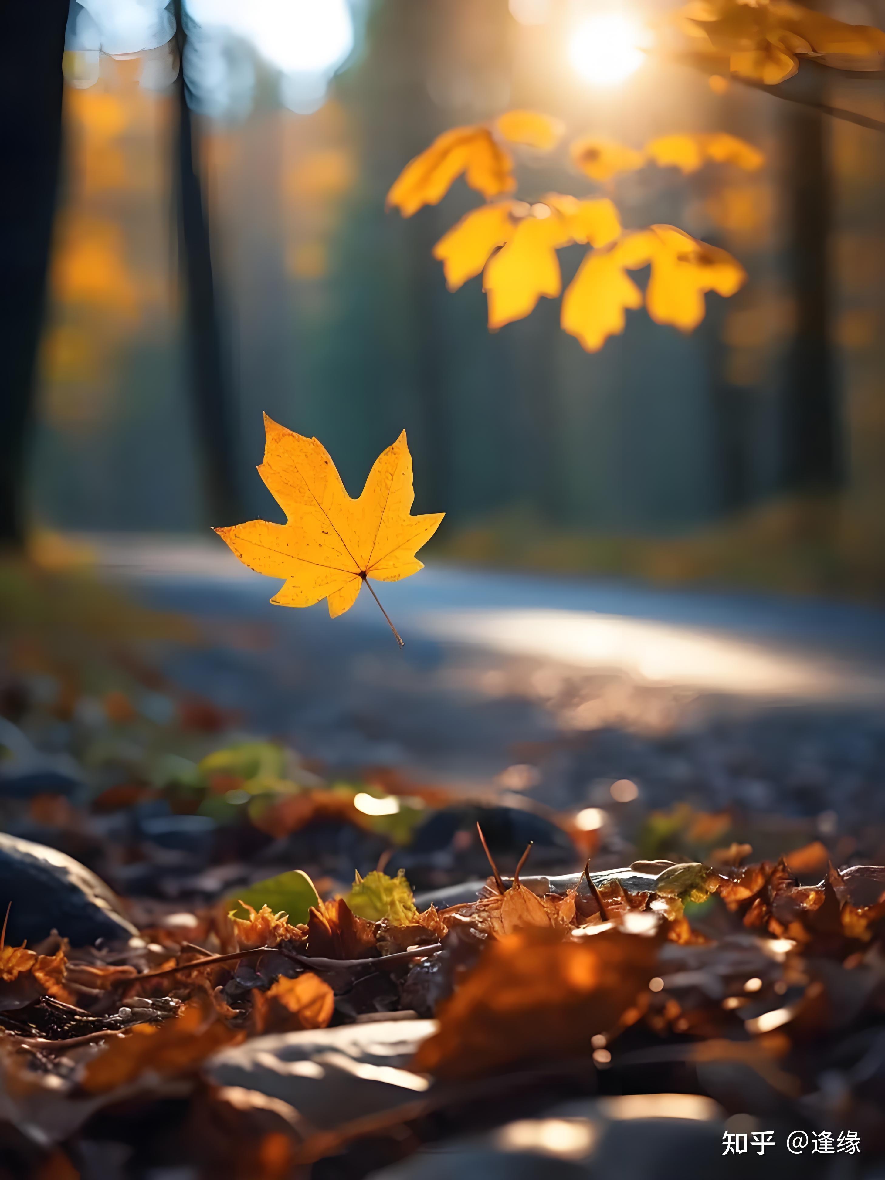 飞花诗意浓,描写秋天的诗句有哪些?