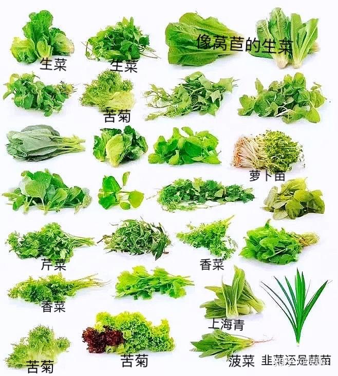 认识蔬菜名字和图片图片
