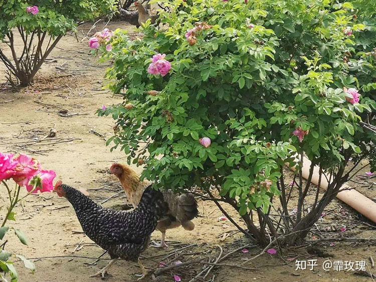 如何分辨真正的柴鸡? - 知乎
