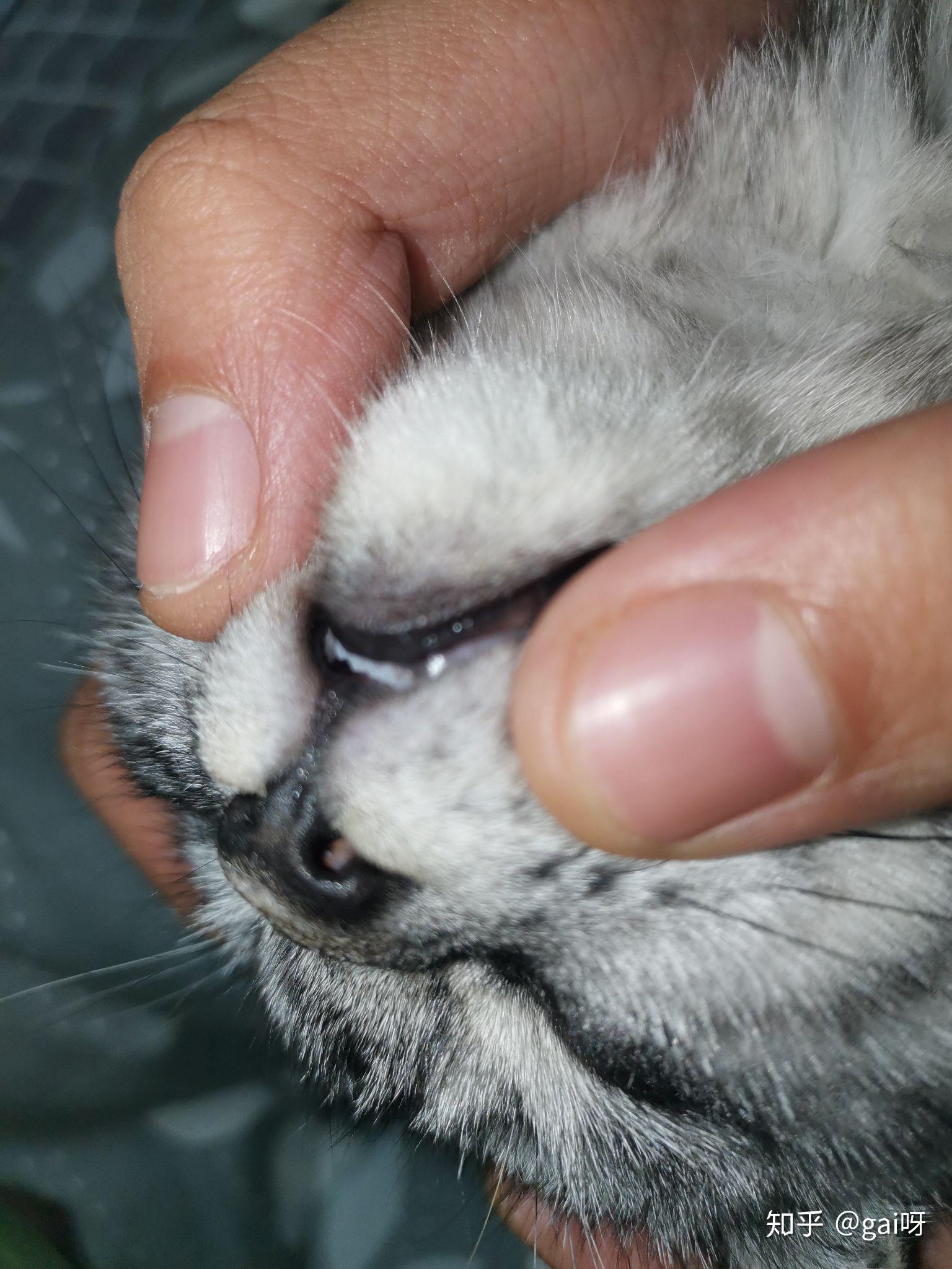 猫咪鼻子里有白色的东西是怎么回事感觉像是骨头但另一只鼻孔里面没有