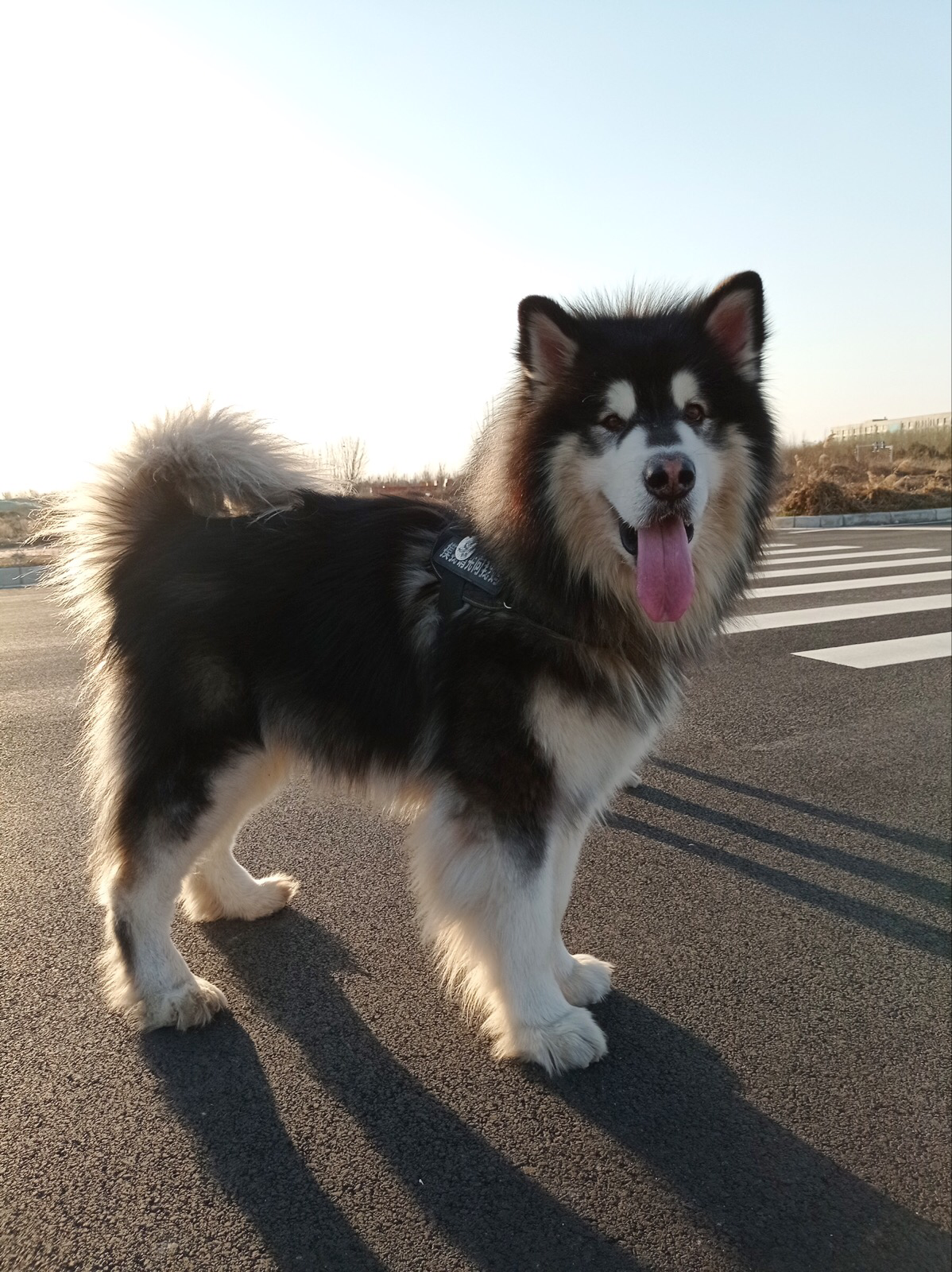 阿拉斯加犬靠谱点的犬舍和脸型应该怎么选