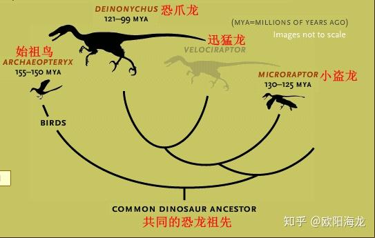 恐龙演化为鸟类的过程中羽毛是何时出现如何演化的? - 知乎
