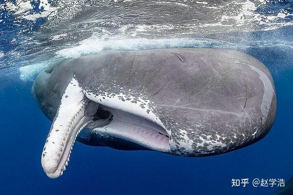 有氧潜水被鲸类吞下后是否还有自救可能?