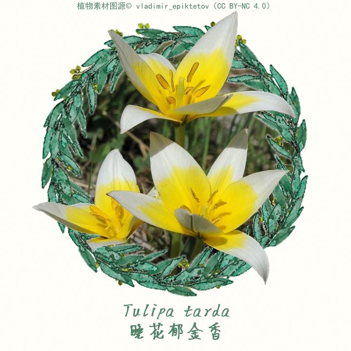 鬻植|Tulipa tarda 晚花郁金香 - 知乎