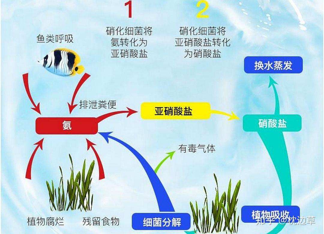 新手请教,我的鱼缸浑浊是因为什么啊? - 知乎