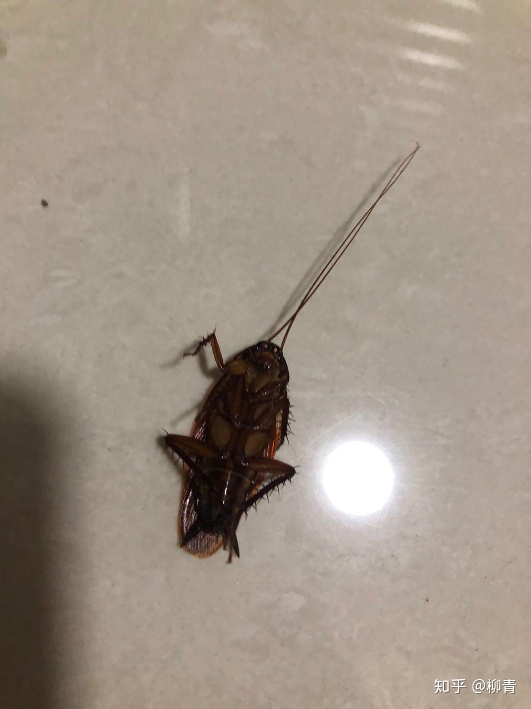 蟑螂如果吃进肚子里了,以蟑螂的小强体质活的下来甚至繁殖吗? - 知乎