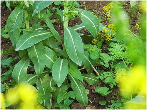 新疆的乌斯玛草真的可以长眉毛吗? - 知乎