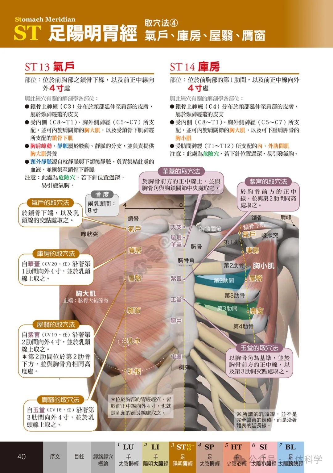 【经穴科学】中医解剖学全身穴位高清图集② - 知乎