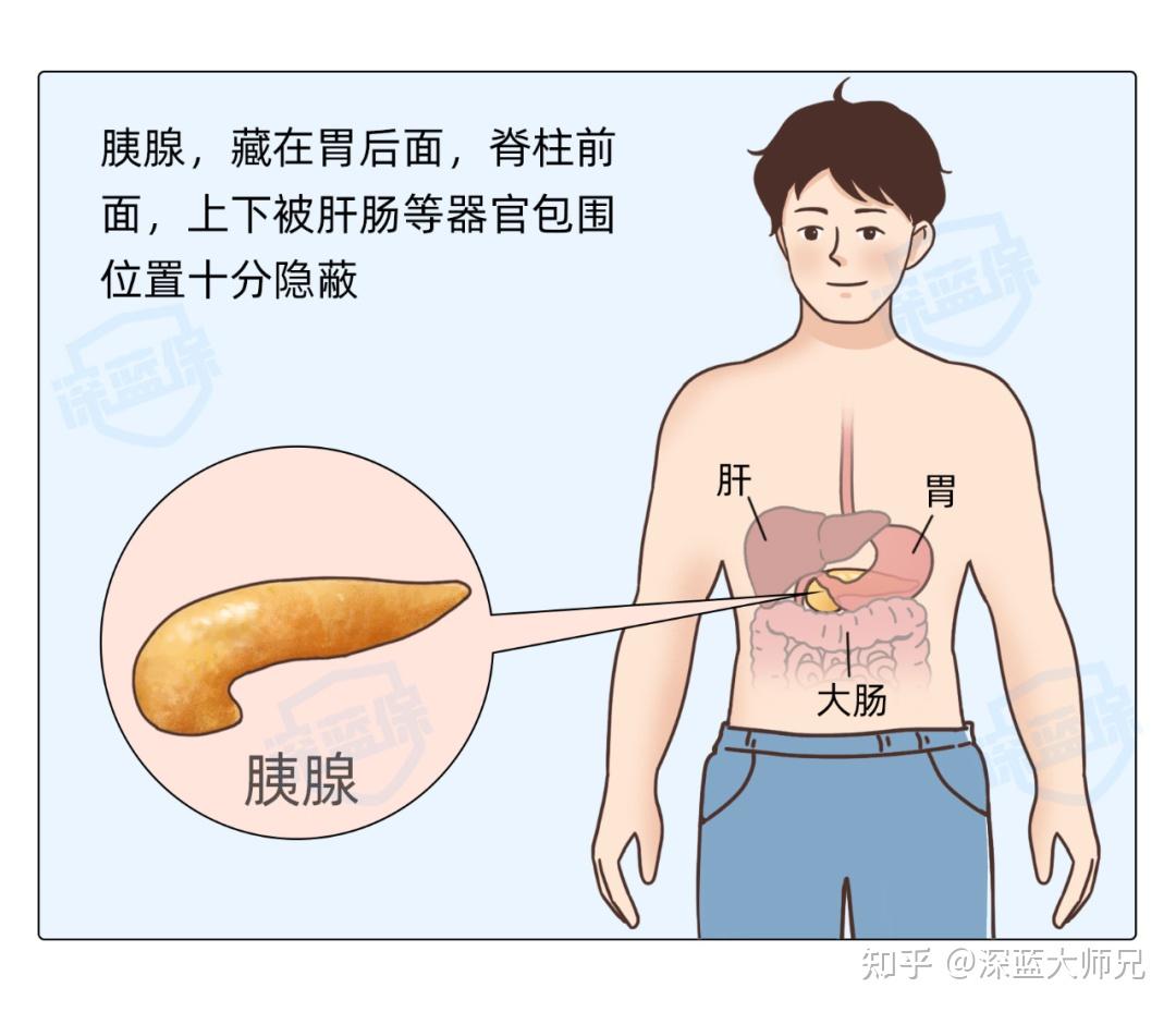 人体器官胰腺的位置图片