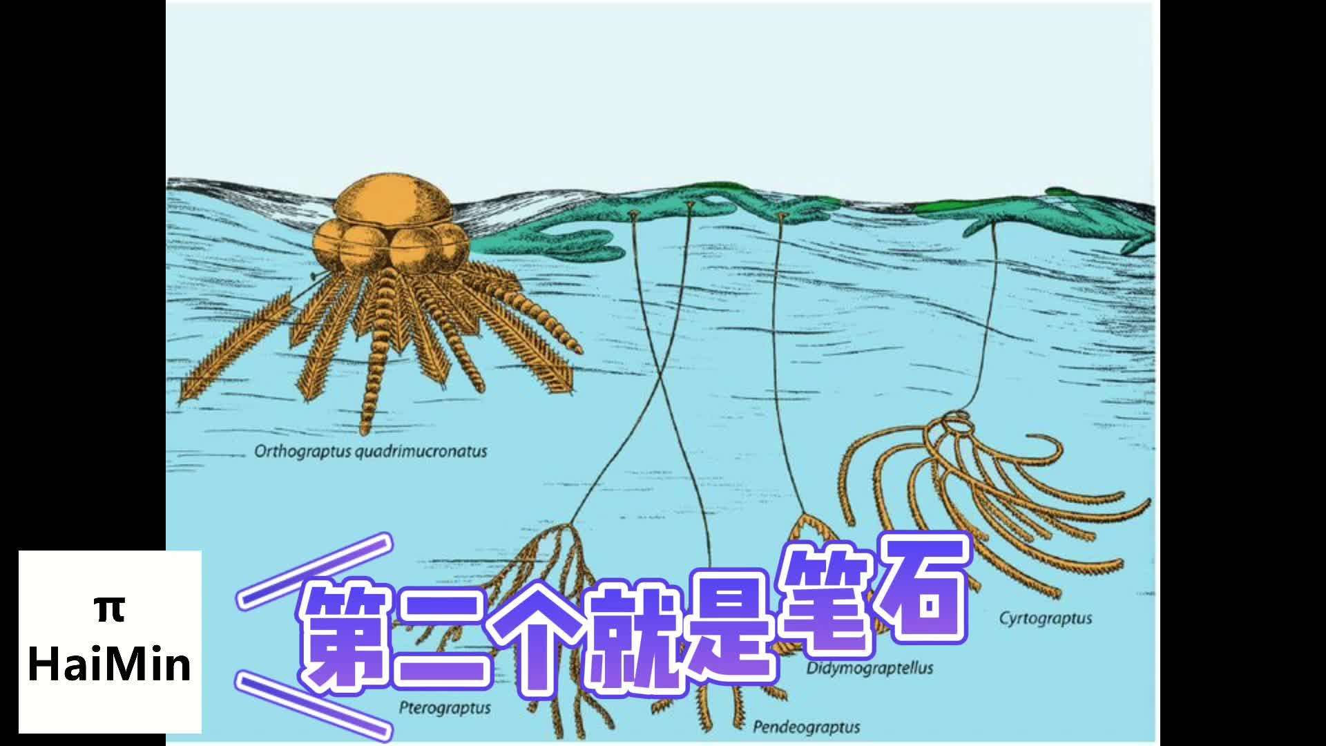 笔石动物活着的时候长啥样