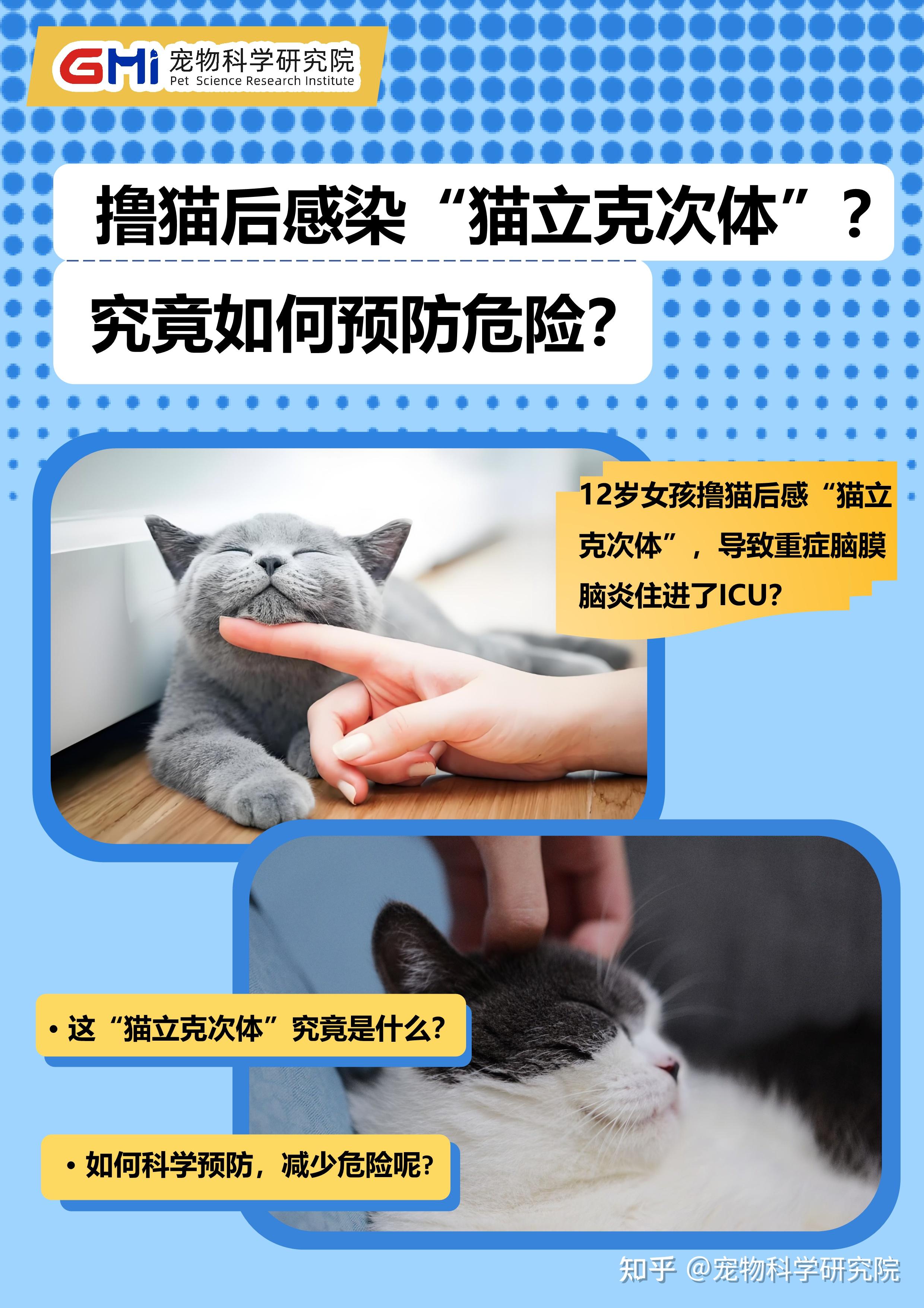 一女子撸猫后呼吸衰竭陷入晕迷被确诊为恙虫病如何避免恙虫病猫咪如何