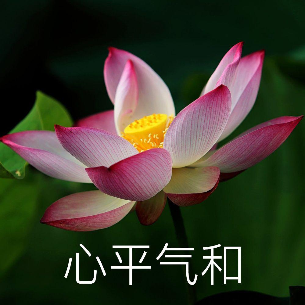 有没有那种粉色看起来骂人狠的头像