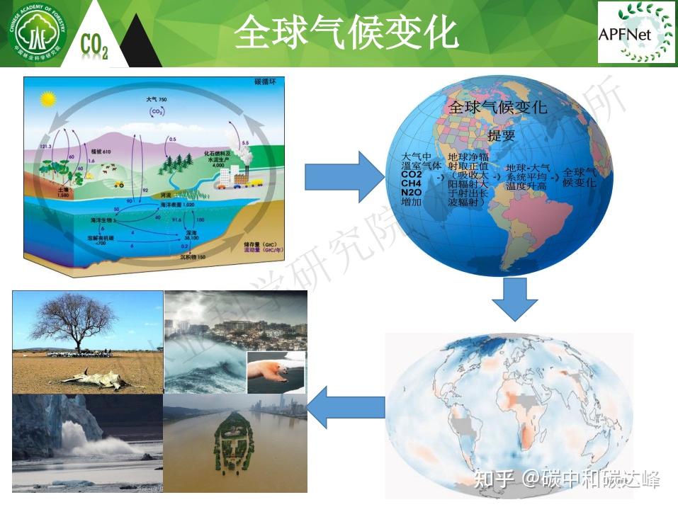碳中和背景下森林碳汇基本知识 - 知乎