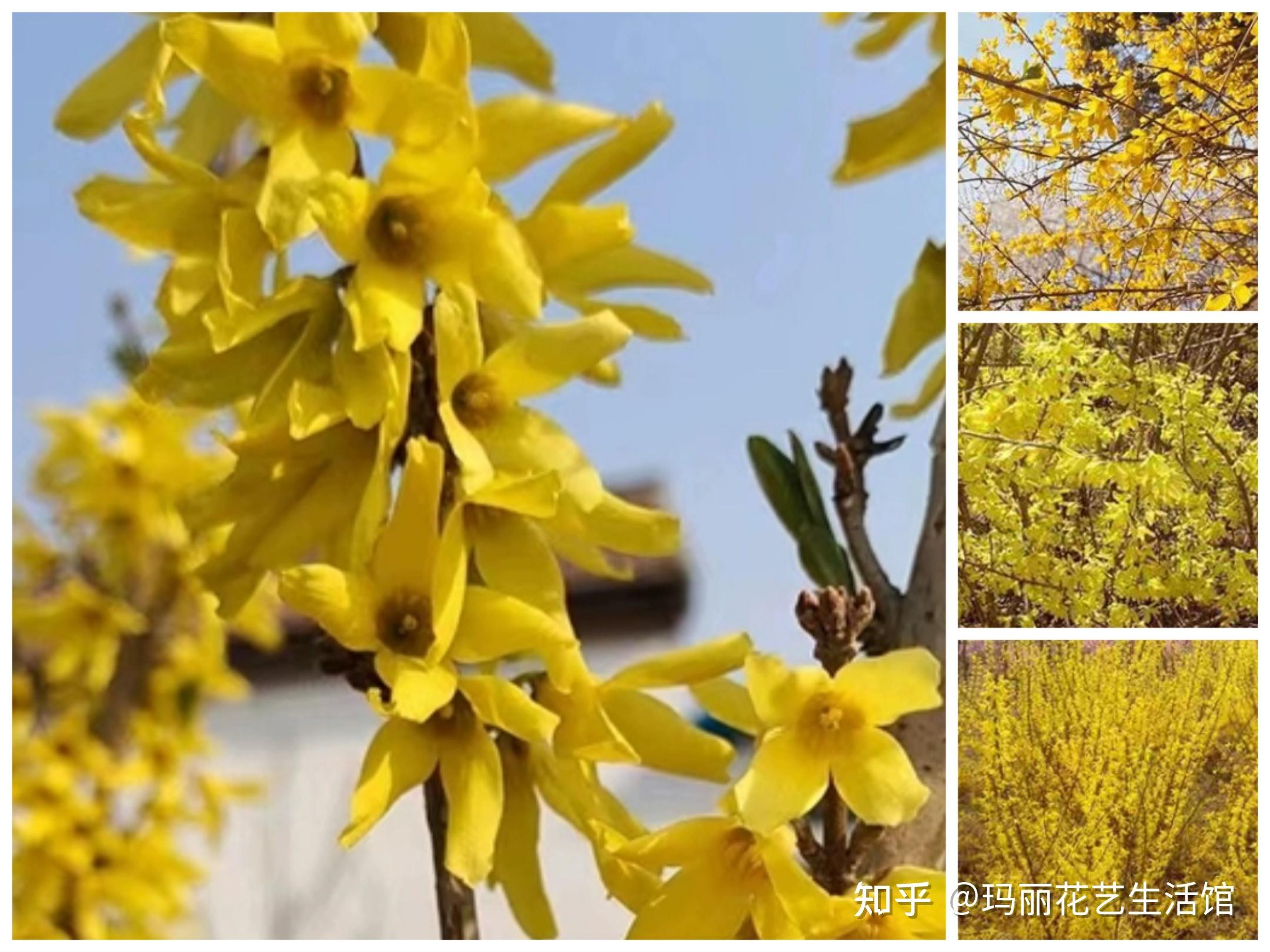 春天开黄色花都有什么植物?谁才是真正的迎春花 - 知乎