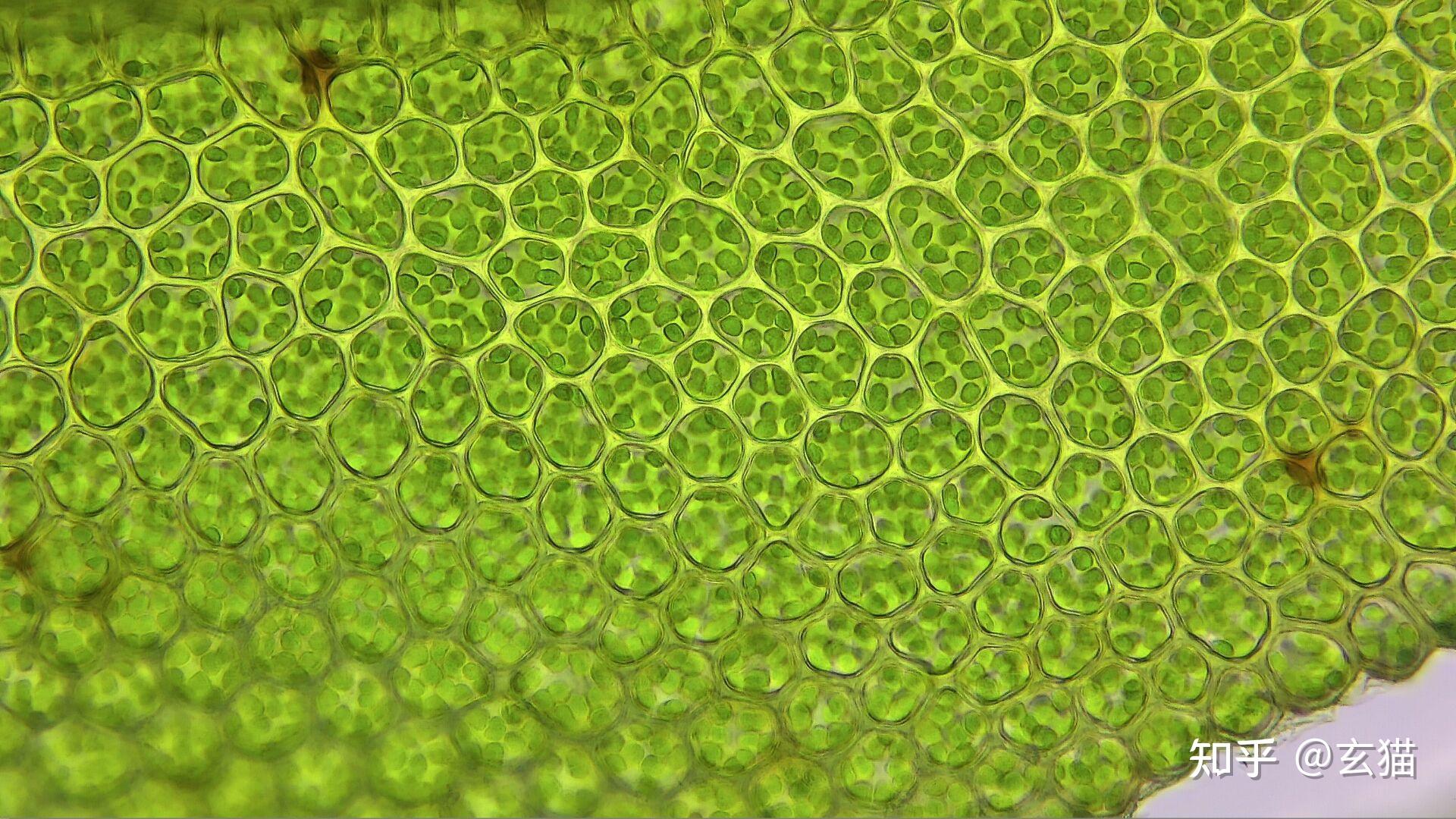 苔藓植物叶片上的深绿色一道是叶脉吗? - 知乎