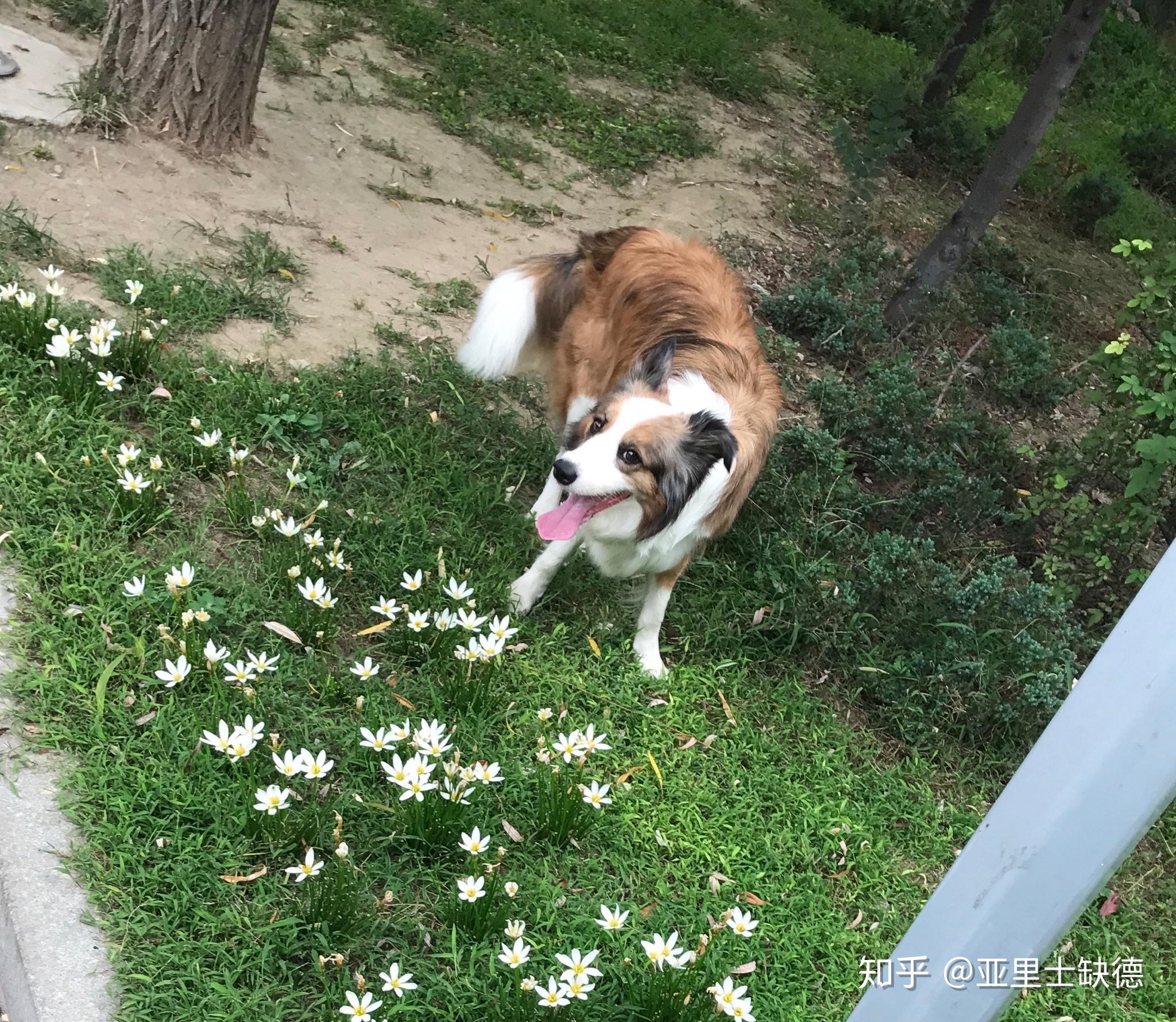 貂色边牧是不是比陨石还少,长大颜色会变吗? - 知乎