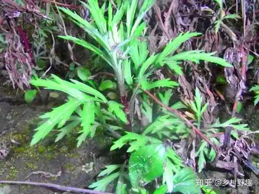 农村这种上好的野菜你有吃过吗? - 知乎