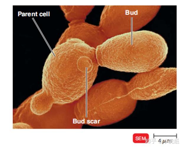 酵母菌出芽生殖属于有丝分裂吗? - 知乎