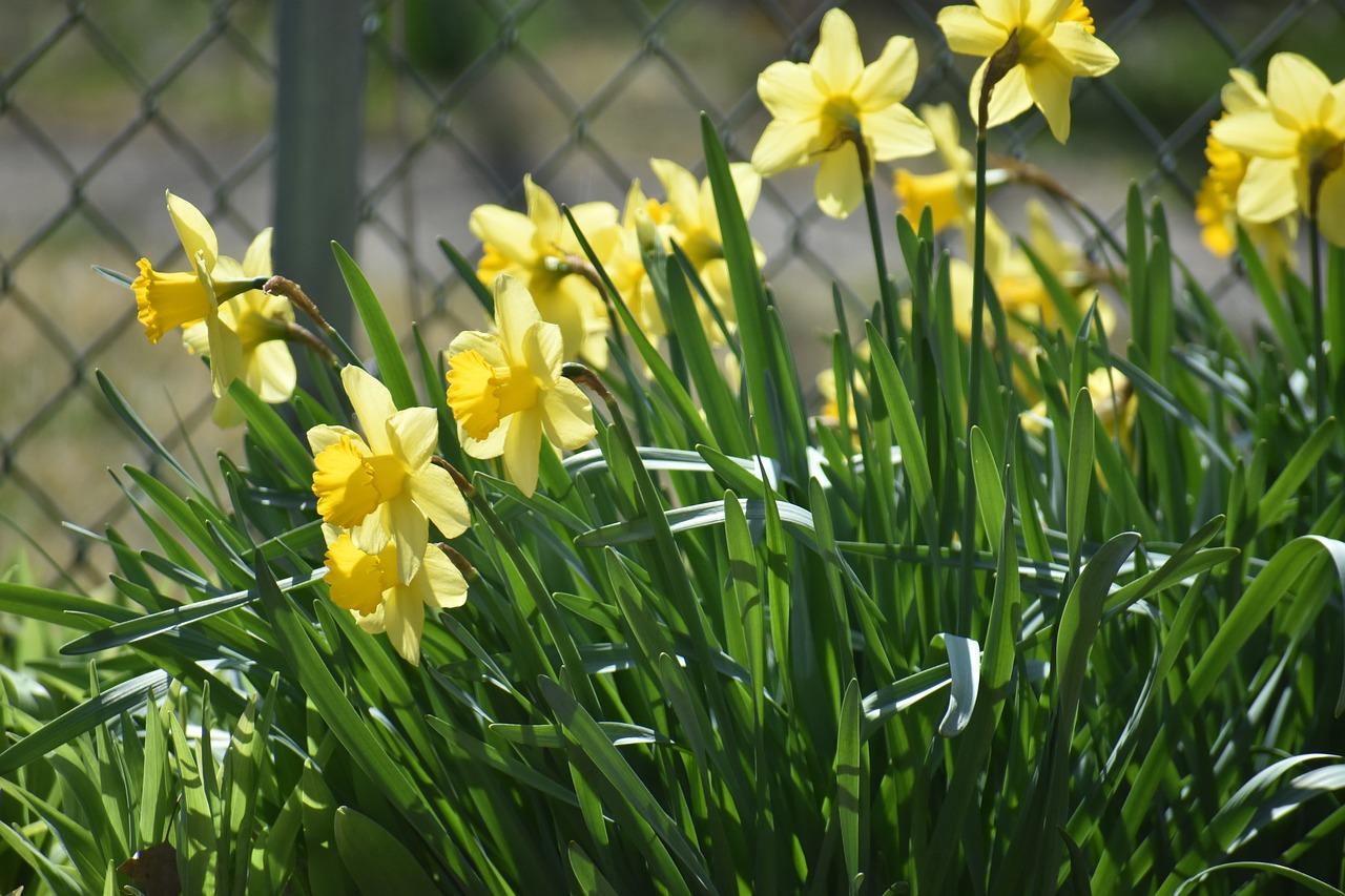 4. 喇叭花花蕊明显