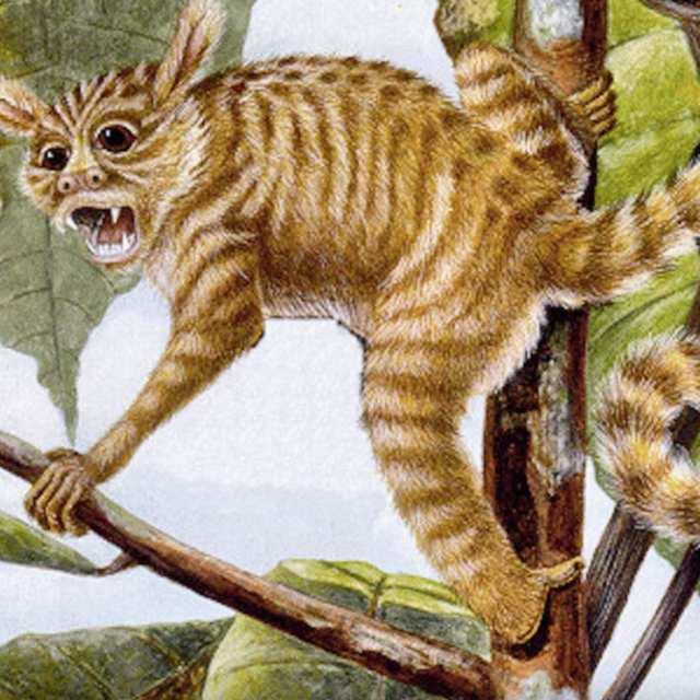 中华曙猿是否能证明东亚起源说？