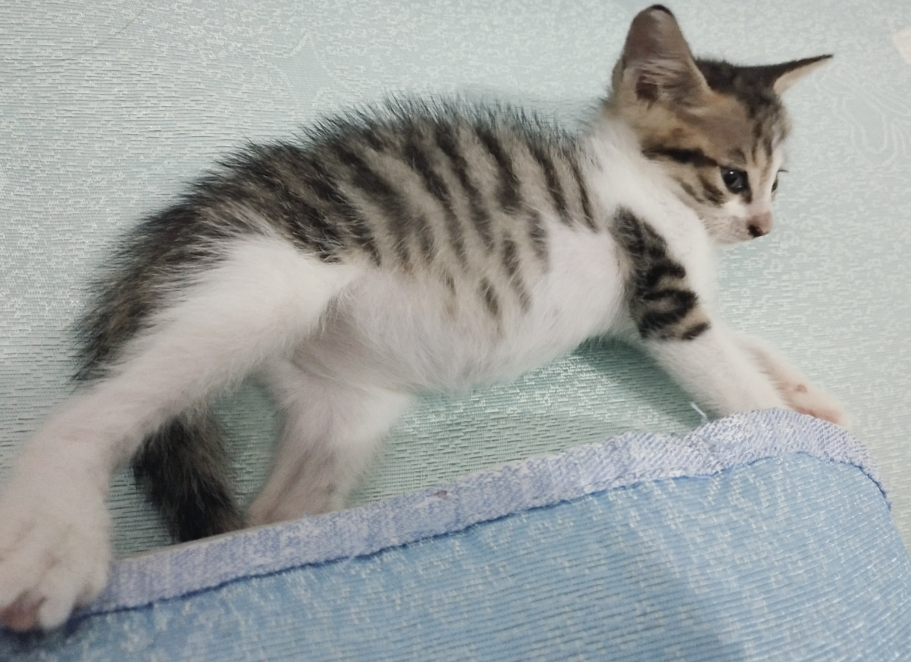 土猫可以萌到什么程度