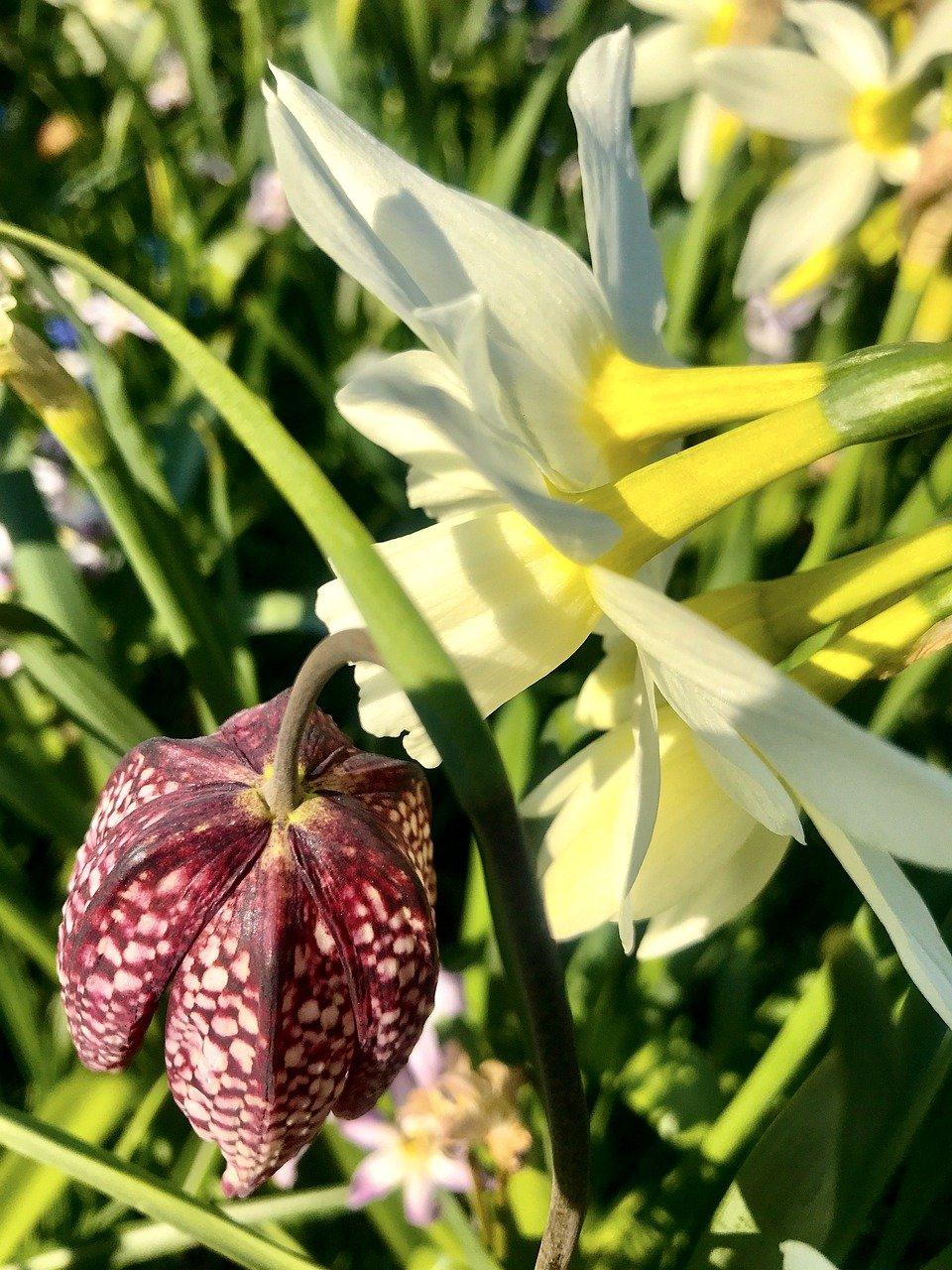 4. 百合价格走势