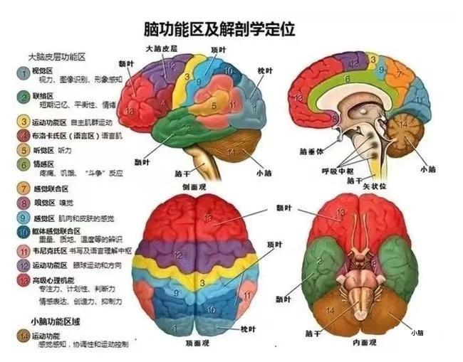 【脑科学知识】学习笔记 - 知乎