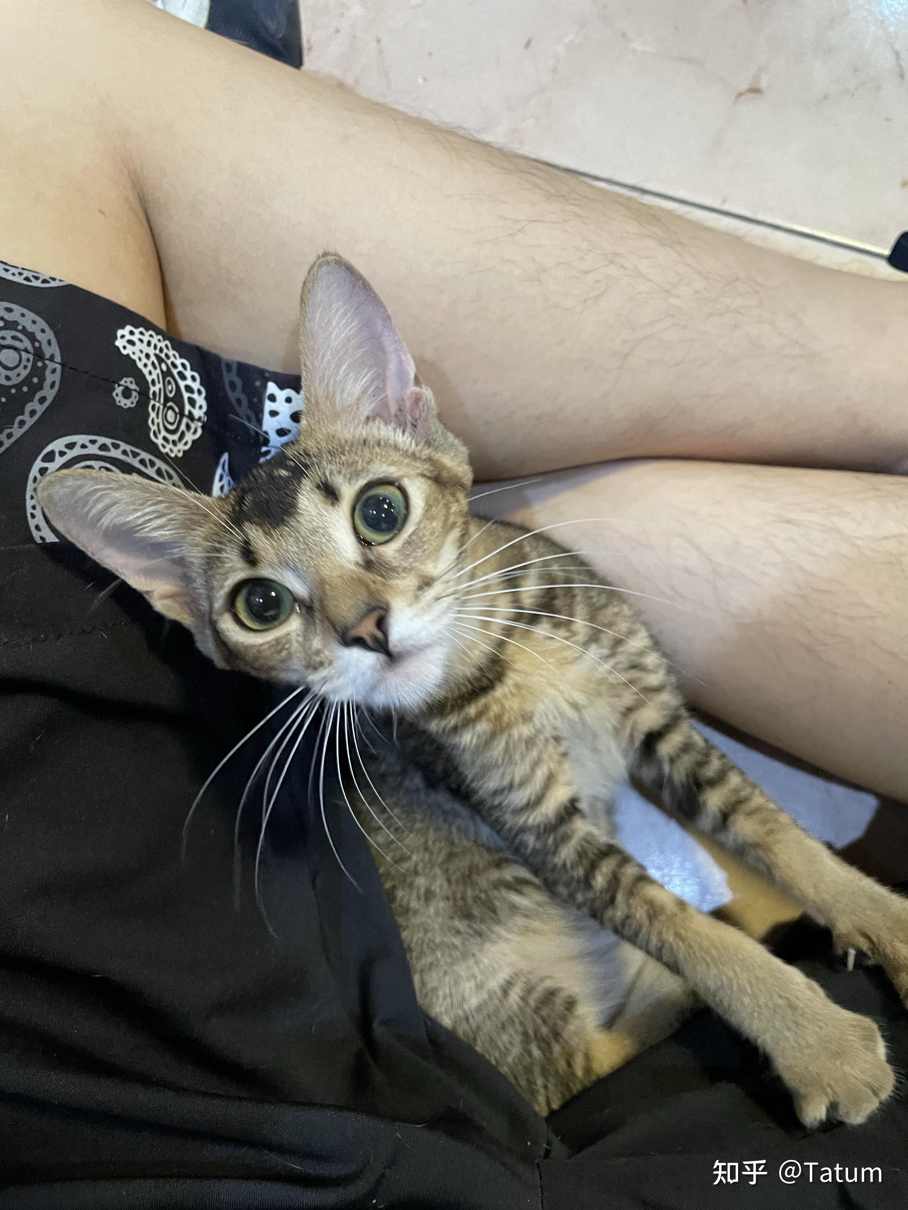 有人养豹猫和阿比西尼亚猫的串串吗?性格是更新爸爸还是妈妈呢?