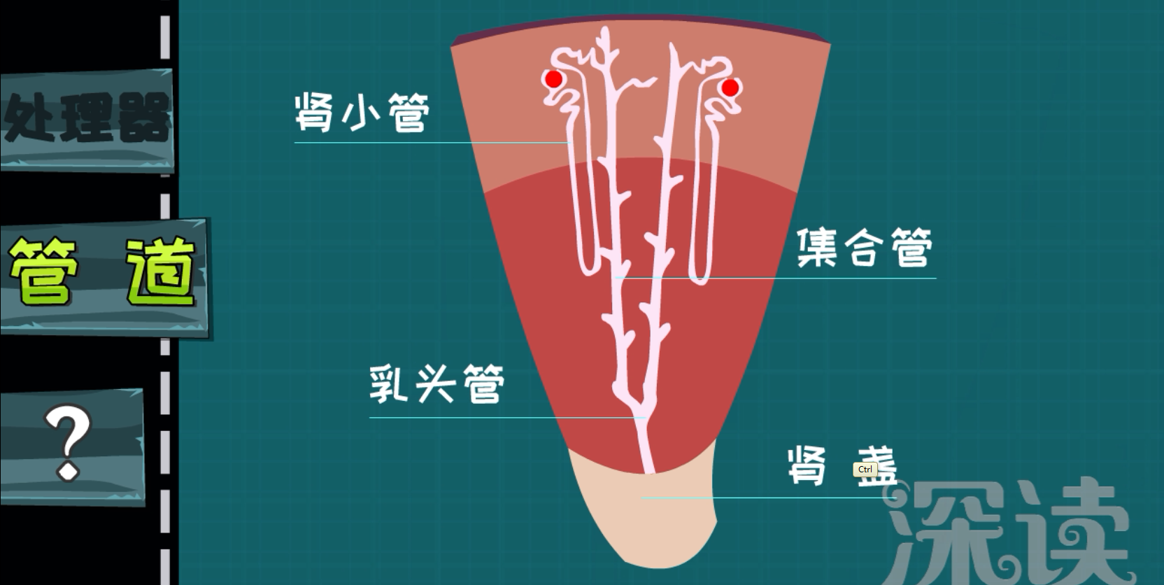如何有效预防肾结石