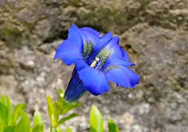 花语是孤独黑暗的花(花语是孤独黑暗的花是什么花)