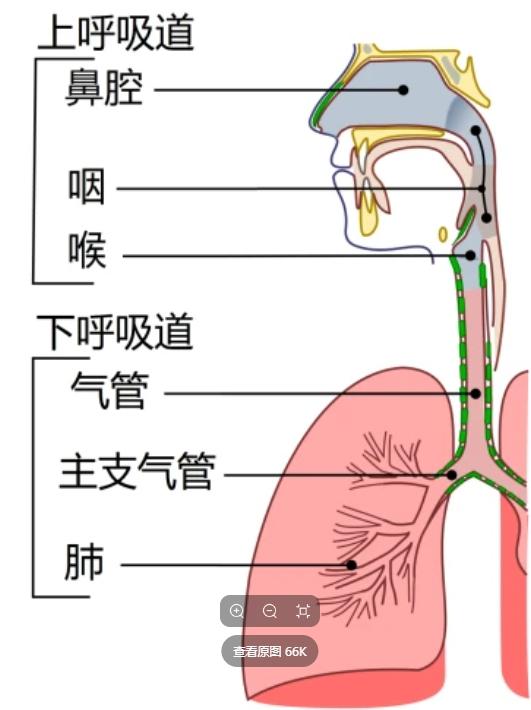 人体解剖学基础 喉和气管