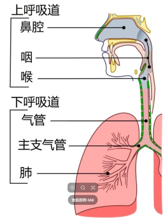 人体解剖学基础:喉和气管