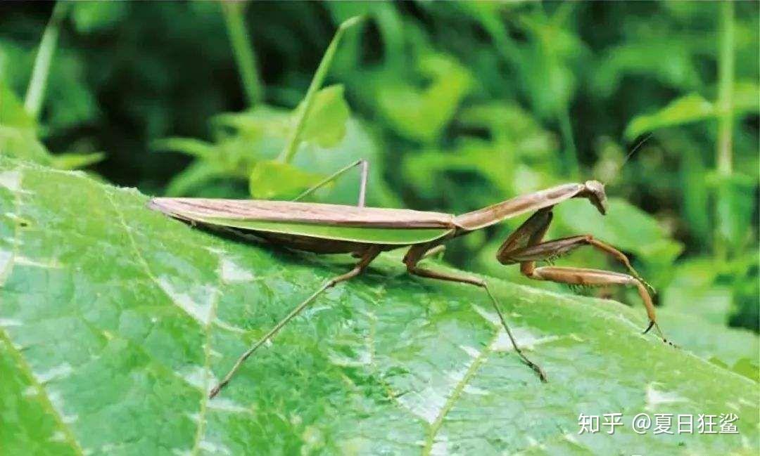 蝗虫和螳螂怎么区分有什么特点