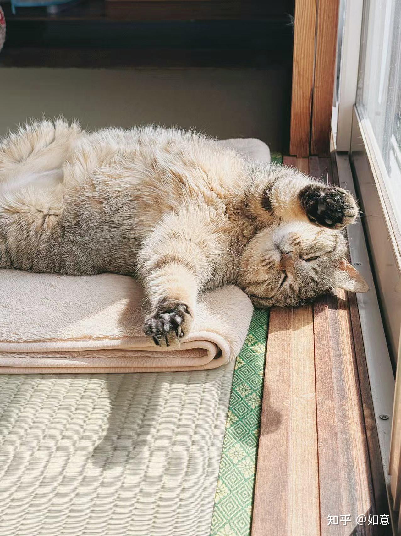 可以放一张猫猫睡懒觉的照片吗