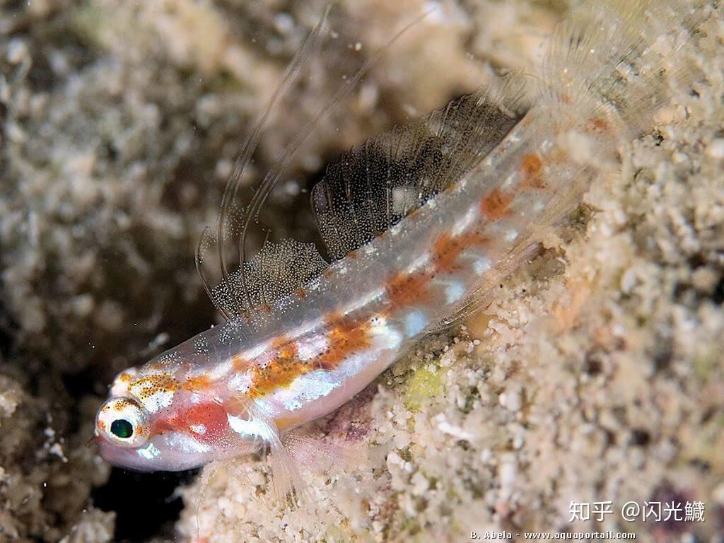 世界上最小的鱼是什么? - 知乎