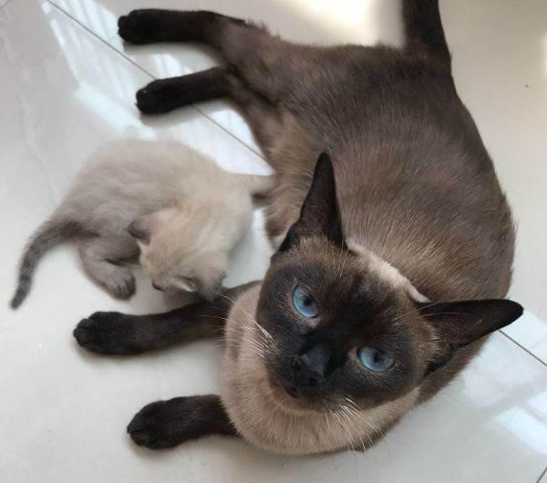 新手养猫必看小建议,教你科学养猫! - 知乎