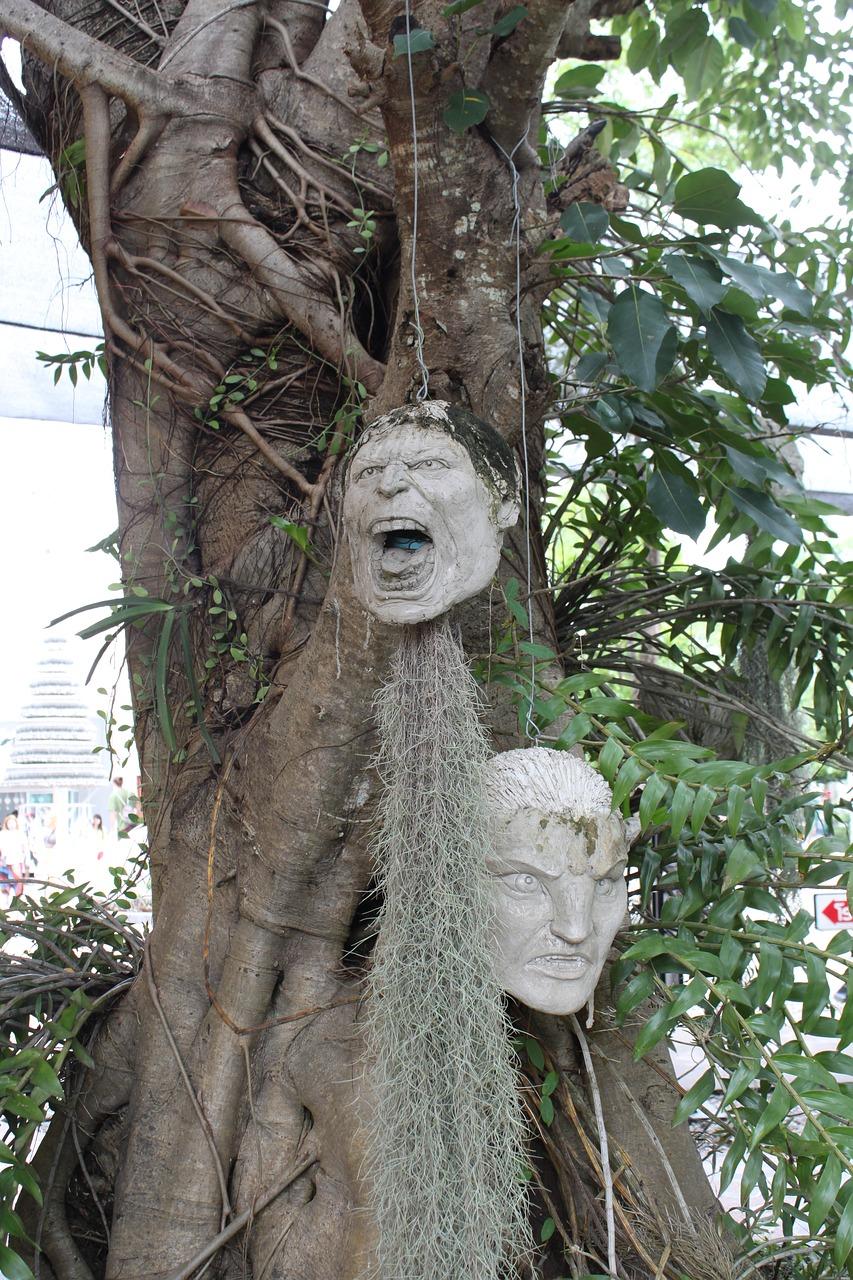 茶子树长什么样