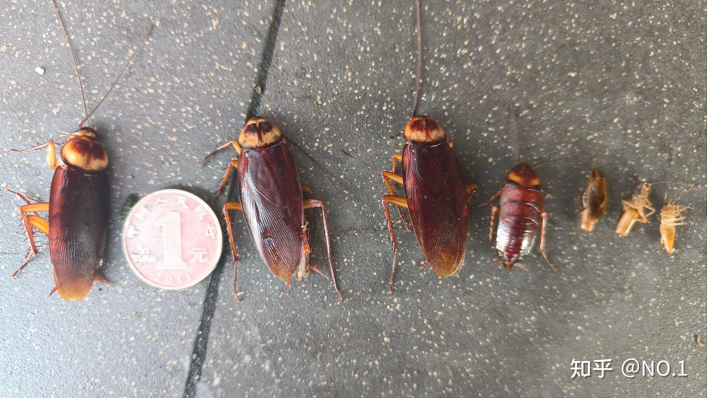 求助,请问这是蟑螂幼虫吗?
