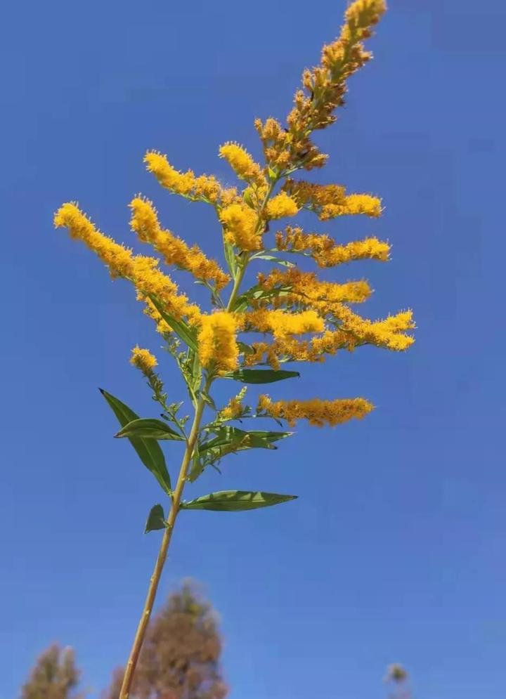 非常周末一枝花图片